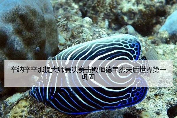 辛纳辛辛那提大师赛决赛击败梅德韦杰夫后世界第一巩固